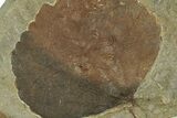 Fossil Leaf (Zizyphoides) - Montana #269311-2